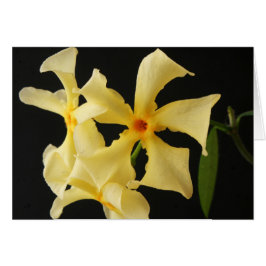 Star Jasmine Flower gcm Hälsningskort