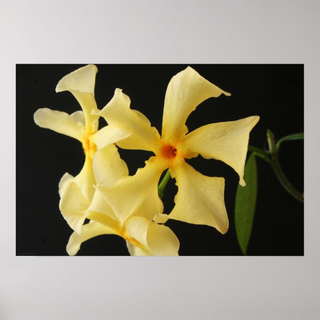 Star Jasmine Flower wapa Poster (Framsidan)