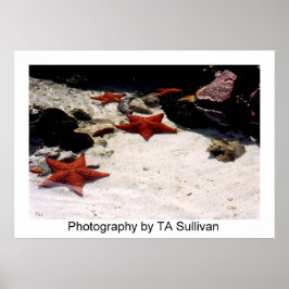 Star Light, Star Bright by TDGallery Poster