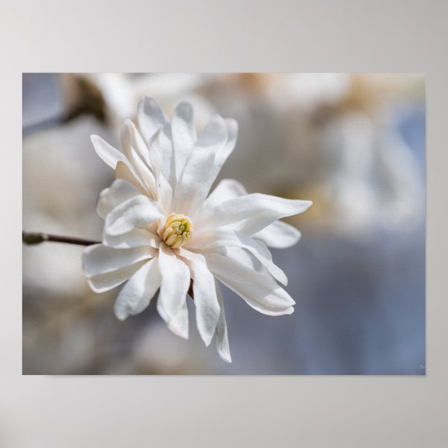 Star Magnolia Bloom Poster (Framsidan)