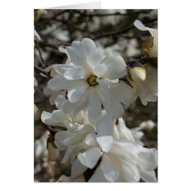 Star Magnolia Blooms OBS Kort (Framsidan)
