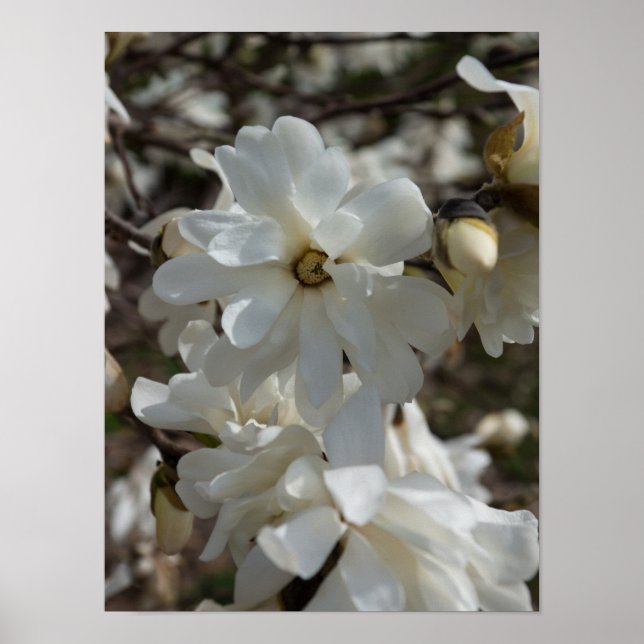 Star Magnolia Blooms Poster (Framsidan)