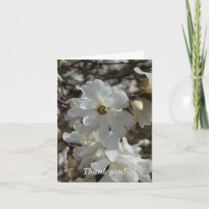 Star Magnolia Blooms Tack Kort