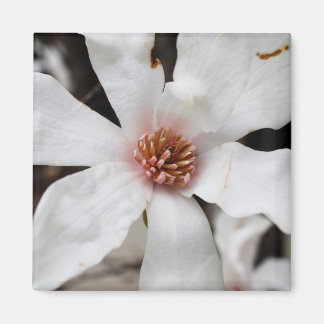 Star Magnolia Closeup Magnet