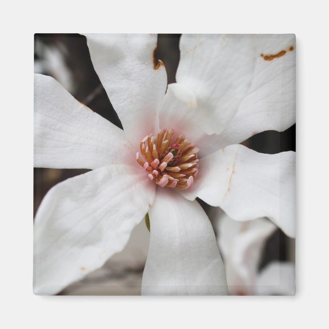 Star Magnolia Closeup Magnet (Framsidan)