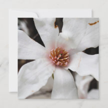 Star Magnolia-kort