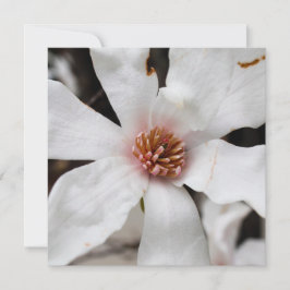 Star Magnolia-kort Julkort