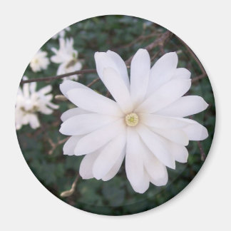 Star Magnolia Magnet