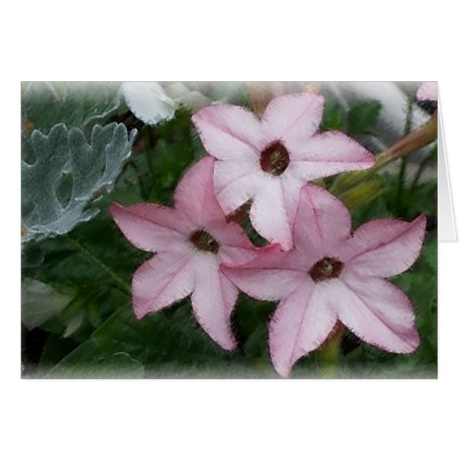 Star (Nicotainia) Flowers Hälsningskort (Framsidan Horizontal)