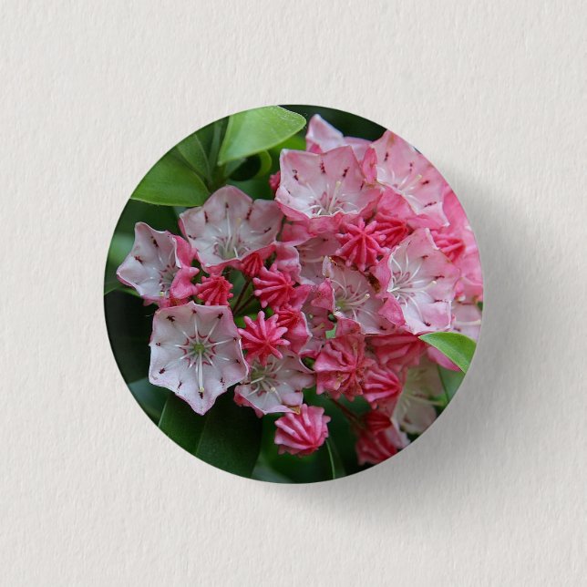 Star Shaped Kalmias Knapp (Framsida)