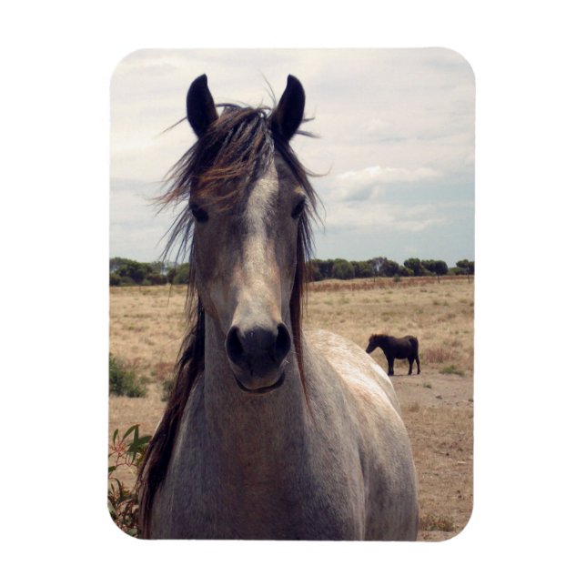 Star the Arab Pony, Flexible Magnet (Vertikal)