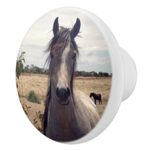 Star The Arab Pony Knopp