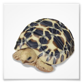 Star Tortoise-utskrift Fototryck