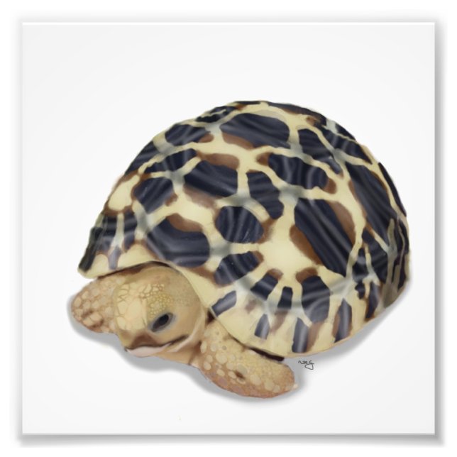 Star Tortoise-utskrift Fototryck (Framsidan)