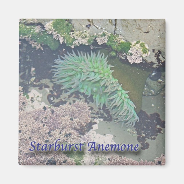 Starburst Anemone Magnet (Framsidan)