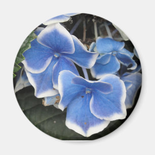 Starburst Hydrangea (blå och vit) magnet