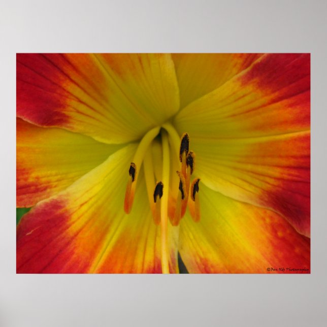 Starburst Lily Poster (Framsidan)