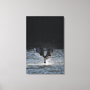 Stardust - Osprey Canvastryck
