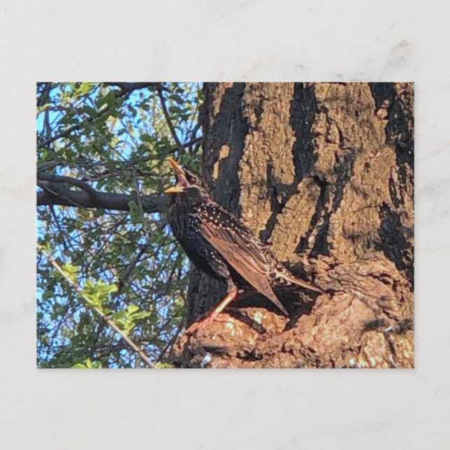 Stare vykort (Framsida)