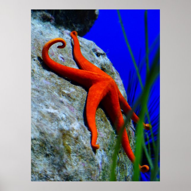 starfish-452926 BRIGHT RED STARFISH PHOTOGRAPHY Poster (Framsidan)