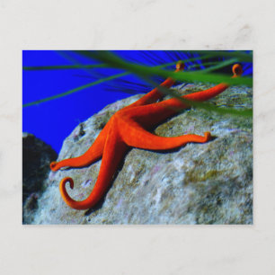starfish-452926 BRIGHT RED STARFISH PHOTOGRAPHY Vykort