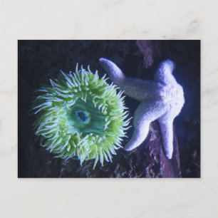 Starfish & Anemone Vykort
