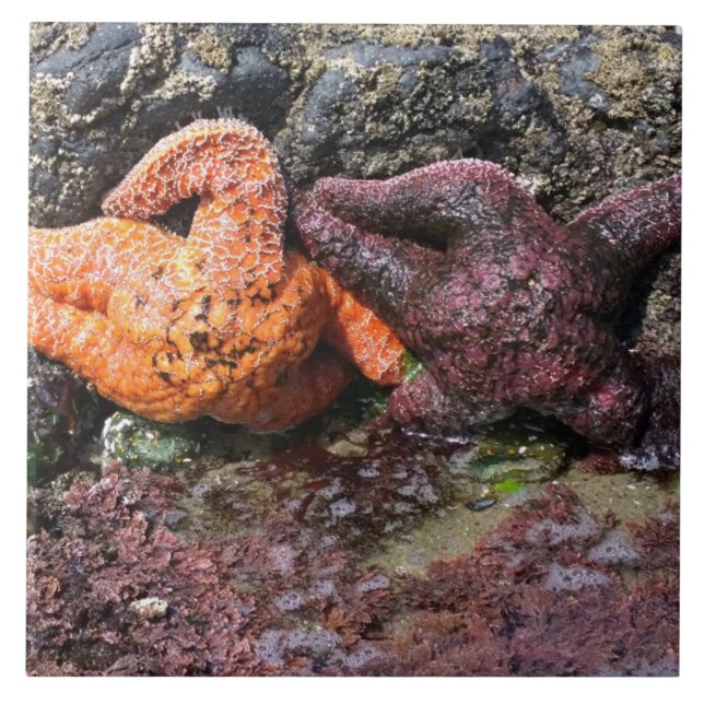 Starfish at Bob Bäck, ELLER Kakelplatta (Framsidan)