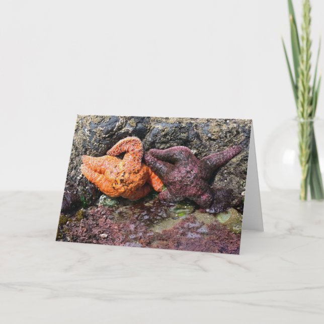 Starfish at Bob Bäck, ELLER Kort (Framsida)