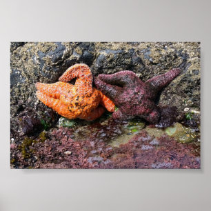 Starfish at Bob Bäck, ELLER Poster