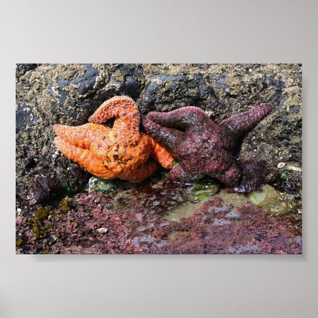 Starfish at Bob Bäck, ELLER Poster (Framsidan)
