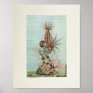 Starfish Coral Färg Art Print Marine Life Poster