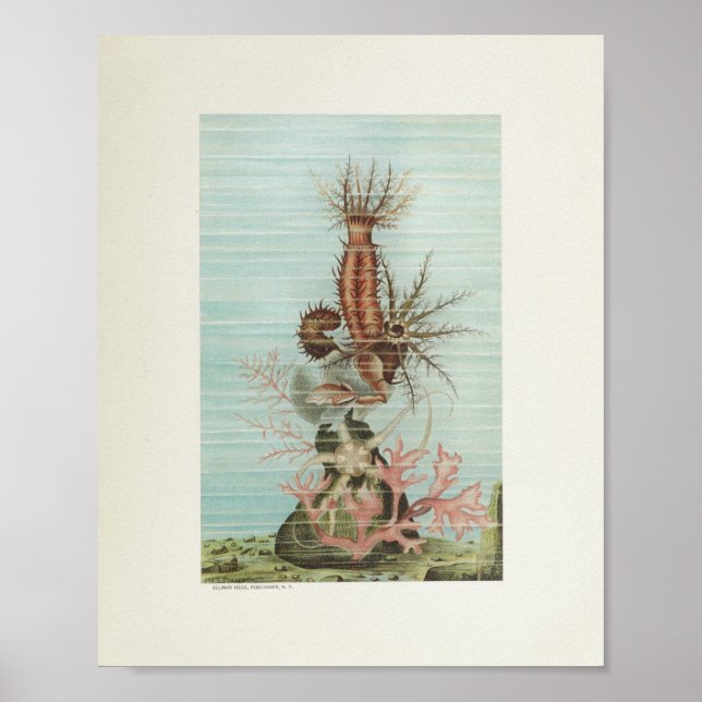 Starfish Coral Färg Art Print Marine Life Poster (Framsidan)