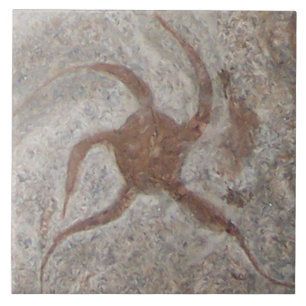 Starfish Fossil Tile Trivet Kakelplatta