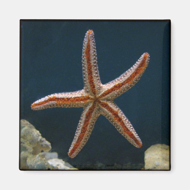 Starfish Kärlek Magnet (Framsidan)