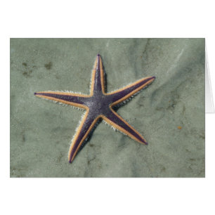 Starfish Lila sea star på strand Hälsningskort