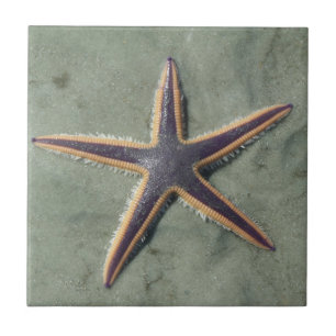 Starfish Lila sea star på strand Kakelplatta