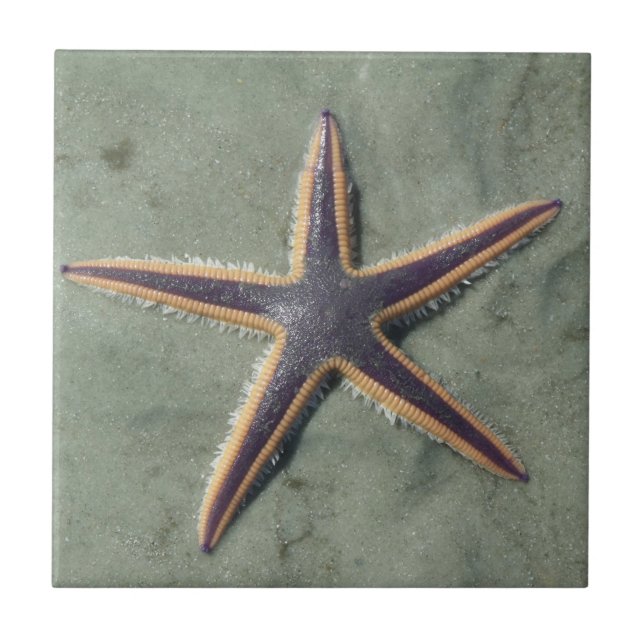Starfish Lila sea star på strand Kakelplatta (Framsidan)