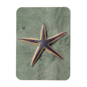 Starfish Lila sea star på strand Magnet