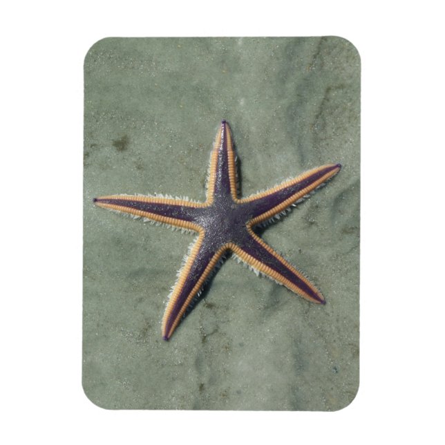 Starfish Lila sea star på strand Magnet (Vertikal)
