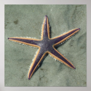 Starfish Lila sea star på strand Poster