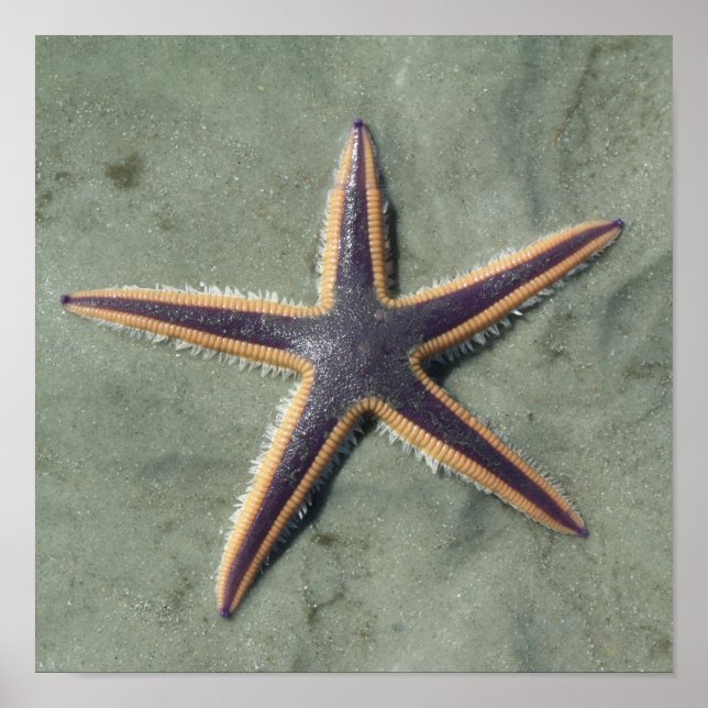 Starfish Lila sea star på strand Poster (Framsidan)