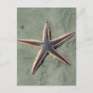 Starfish Lila sea star på strand Vykort