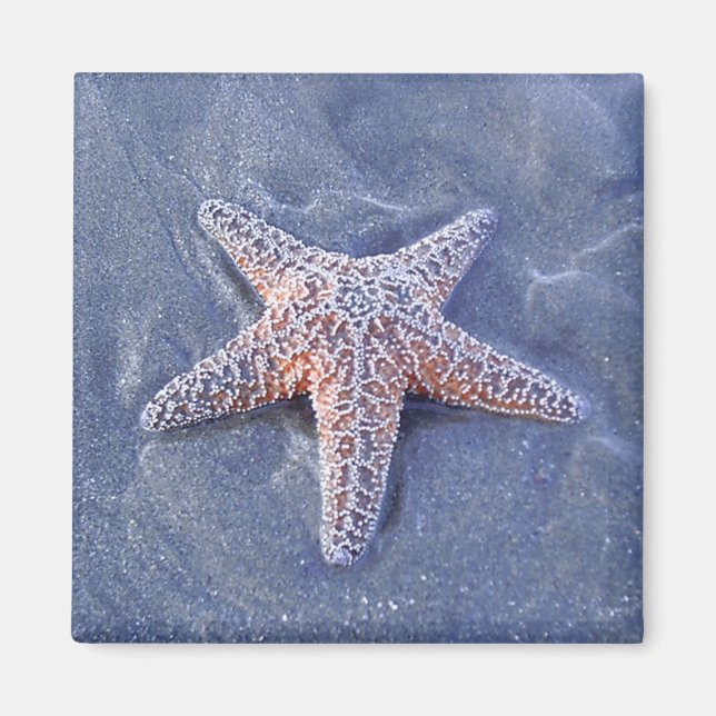 Starfish Magnet (Framsidan)