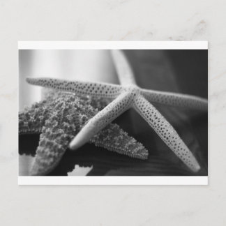 Starfish mono vykort