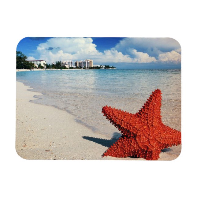 Starfish, Nassau, Bahamas Magnet (Horisontell)