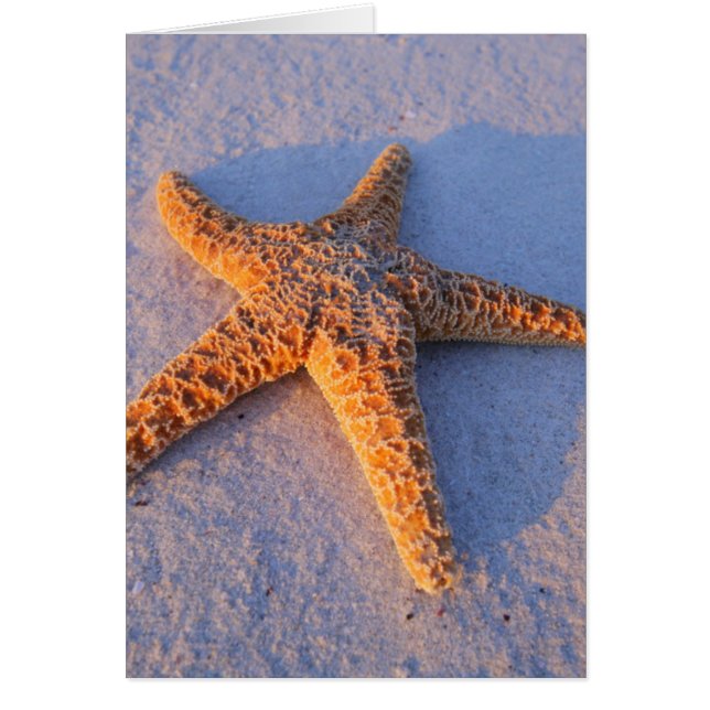 Starfish on White Sand Hälsningskort (Framsidan)