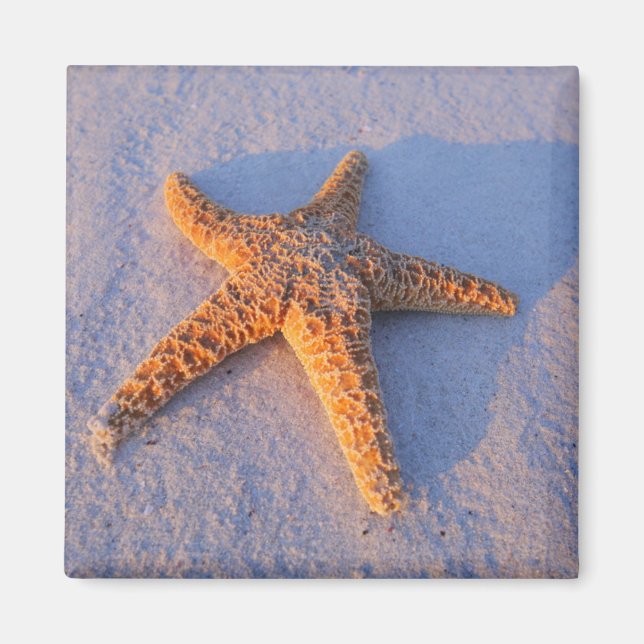 Starfish on White Sand Magnet (Framsidan)