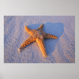 Starfish on White Sand Poster