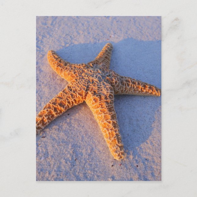 Starfish on White Sand Vykort (Framsida)