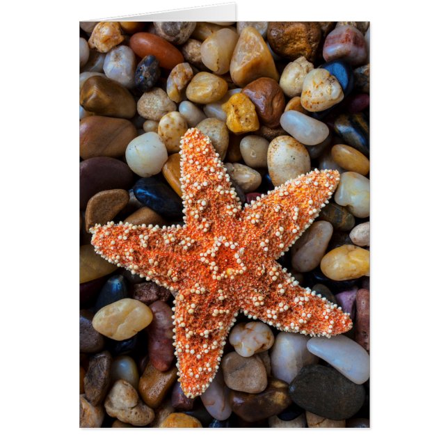 Starfish på Sten Hälsningskort (Framsidan)